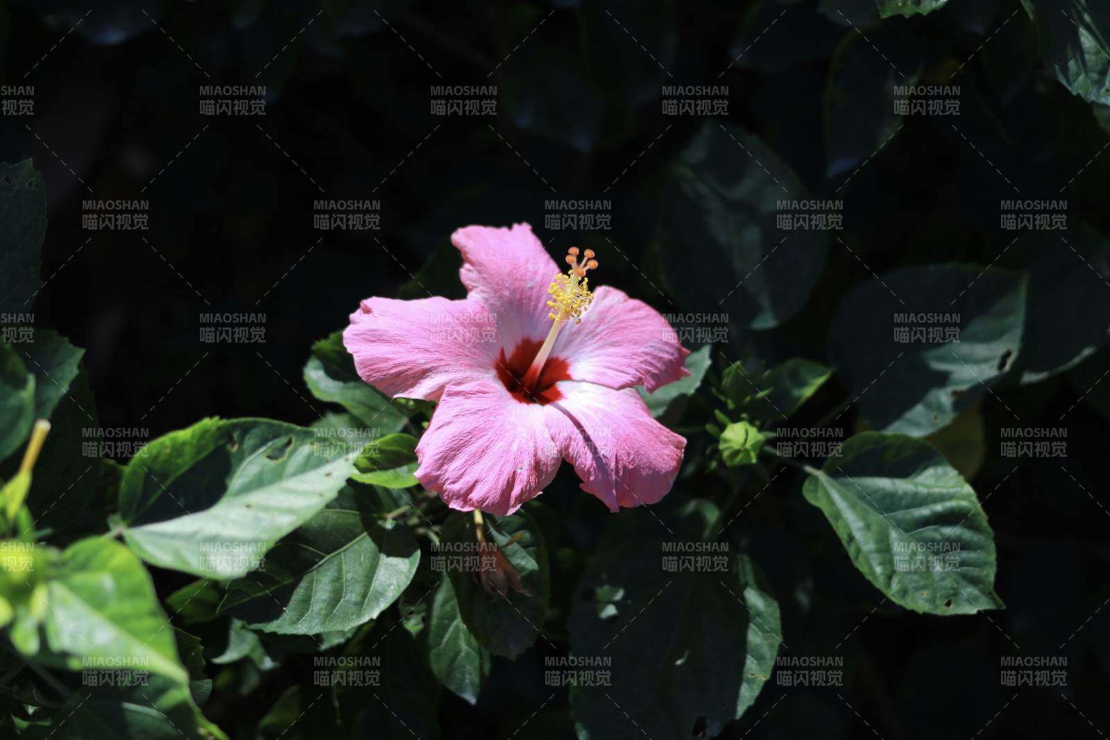 粉红木槿花绽放图片