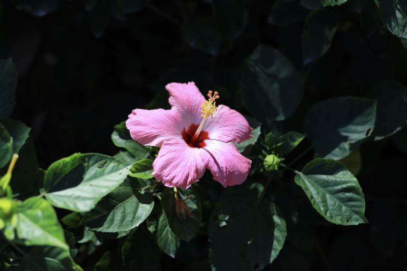 粉红木槿花绽放图片