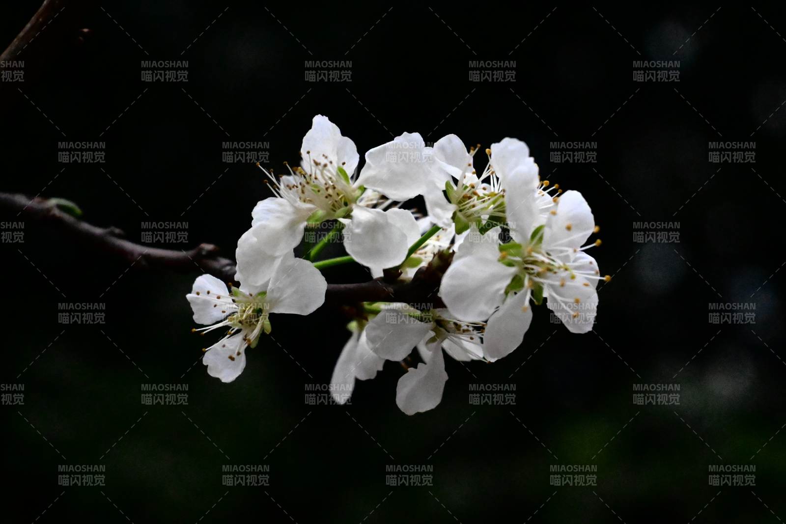 洁白樱花绽放枝头图片