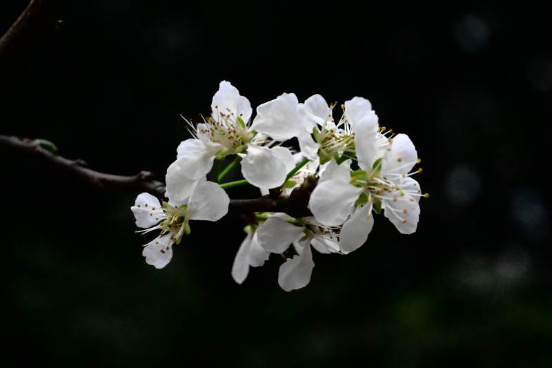 洁白樱花绽放枝头图片