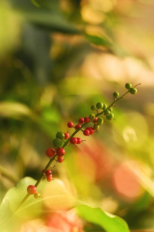 红果绿叶映阳光图片