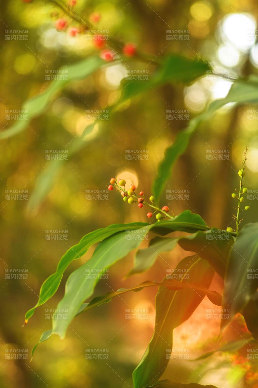 秋日绿叶红果图片