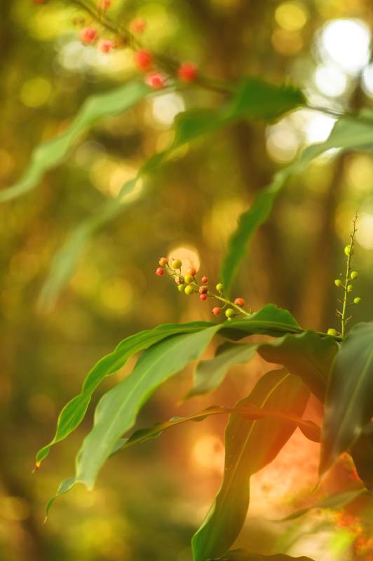 秋日绿叶红果图片