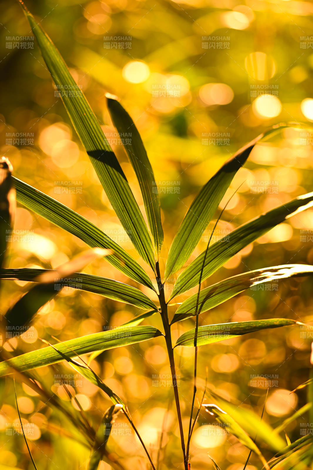 竹叶迎光图片