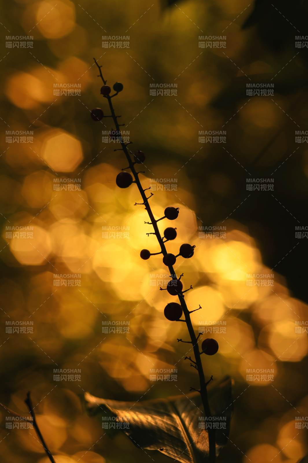 秋光中的果实剪影图片