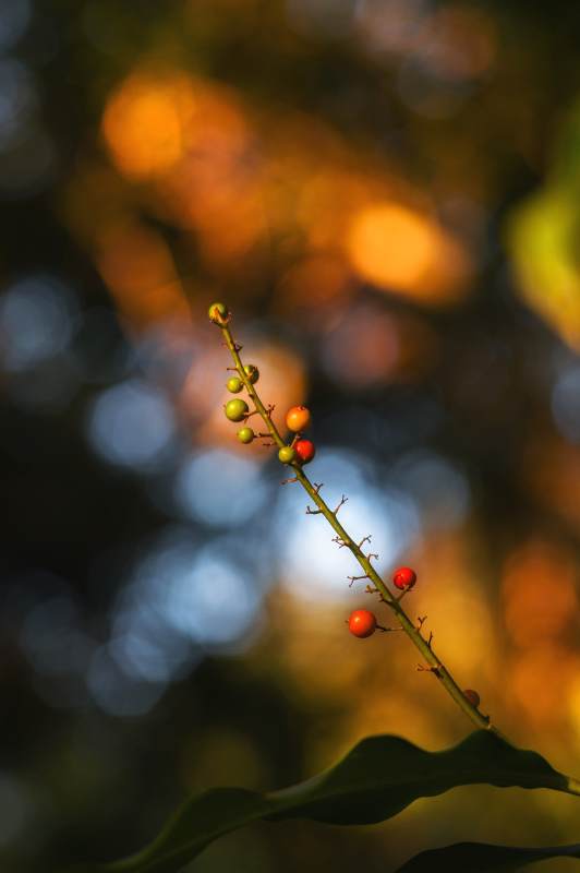 秋日果实枝头红图片