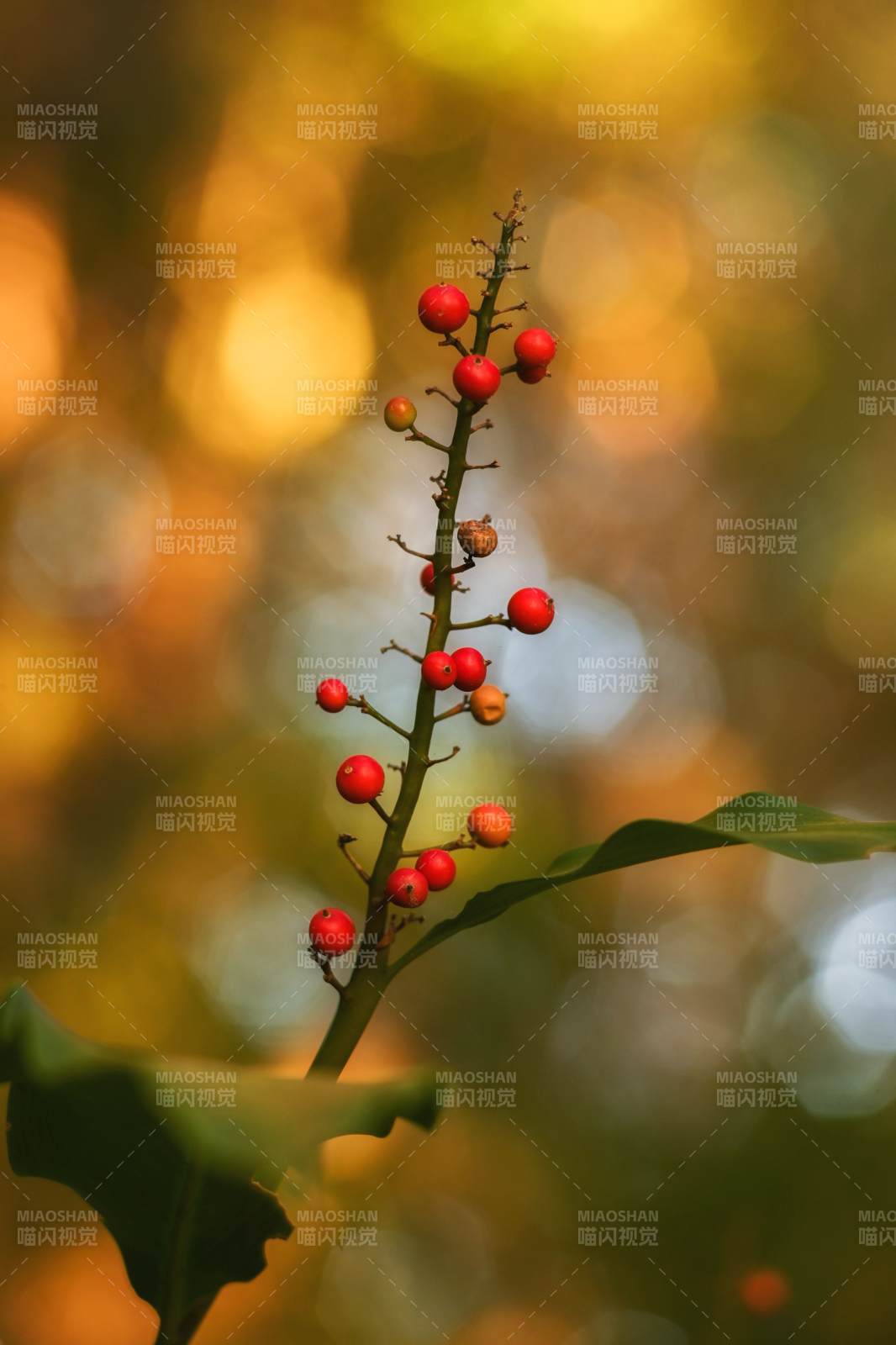 秋日红果枝头俏图片