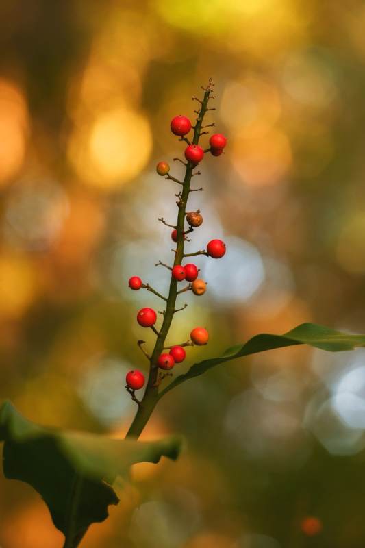秋日红果枝头俏图片