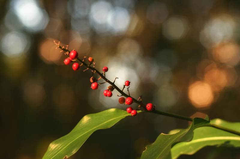 红果绿叶映秋光图片