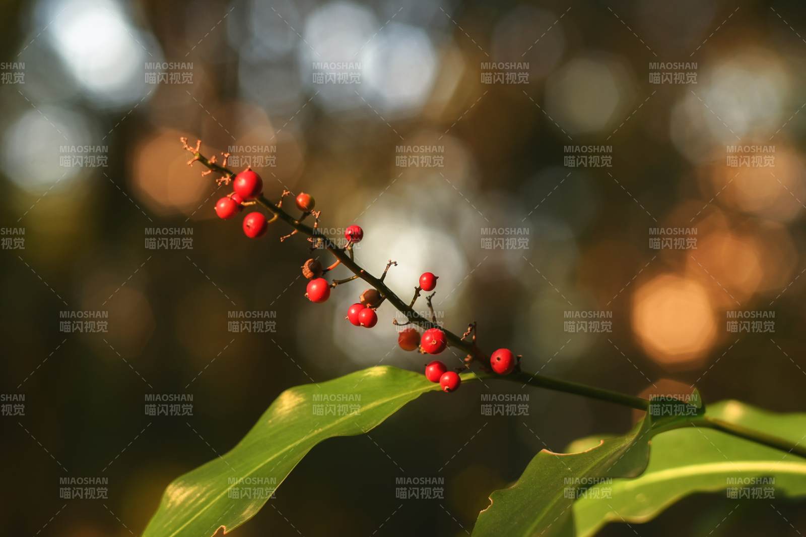 红果绿叶映秋光图片