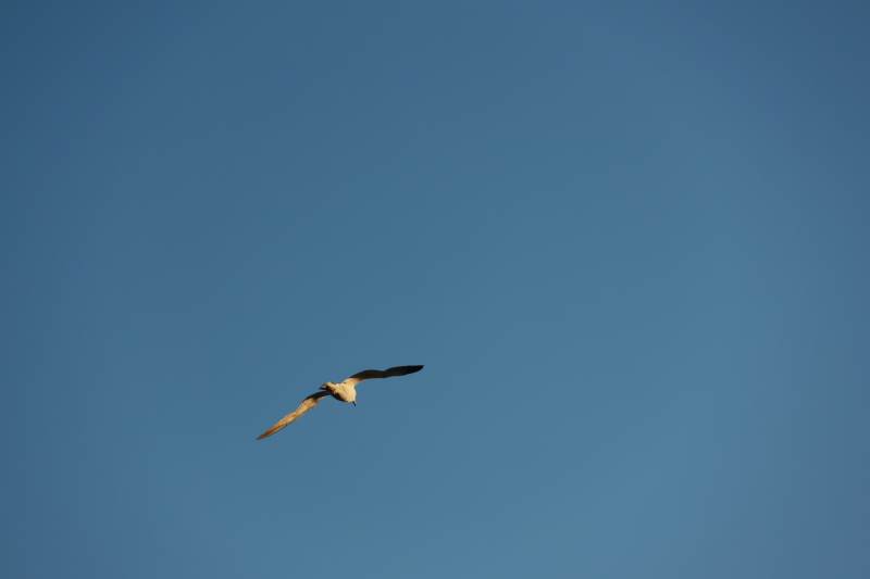 海鸥翱翔蓝天图片