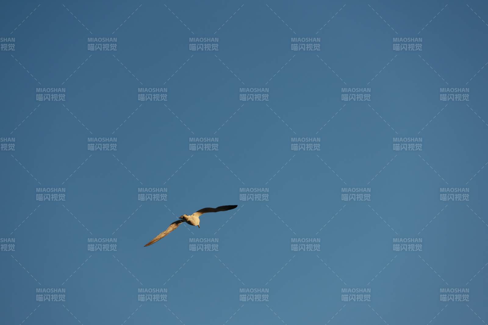 海鸥翱翔蓝天图片