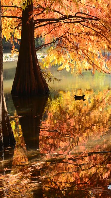 南京燕雀湖 秋水映落羽杉图片