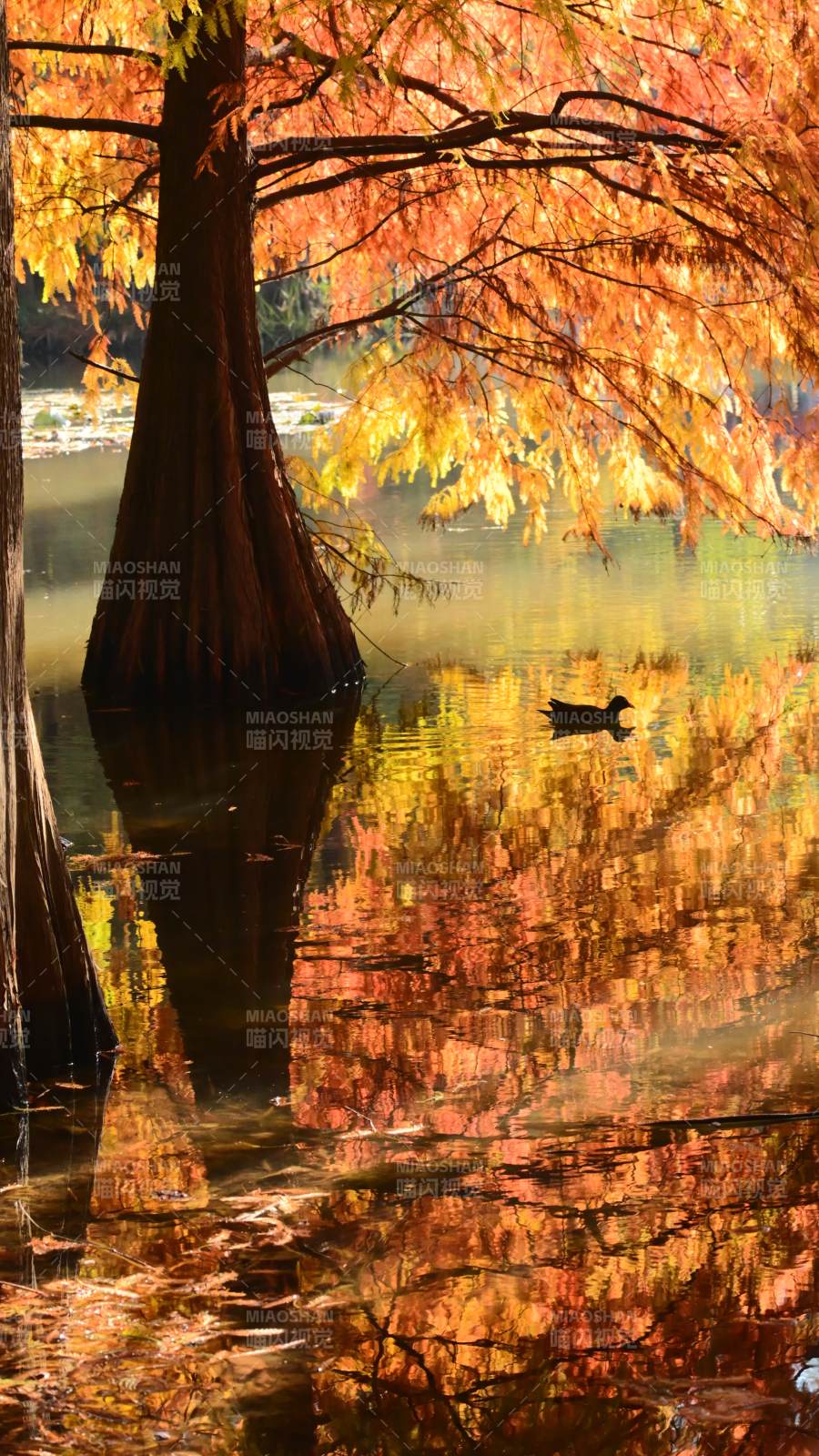 南京燕雀湖 秋水映落羽杉图片