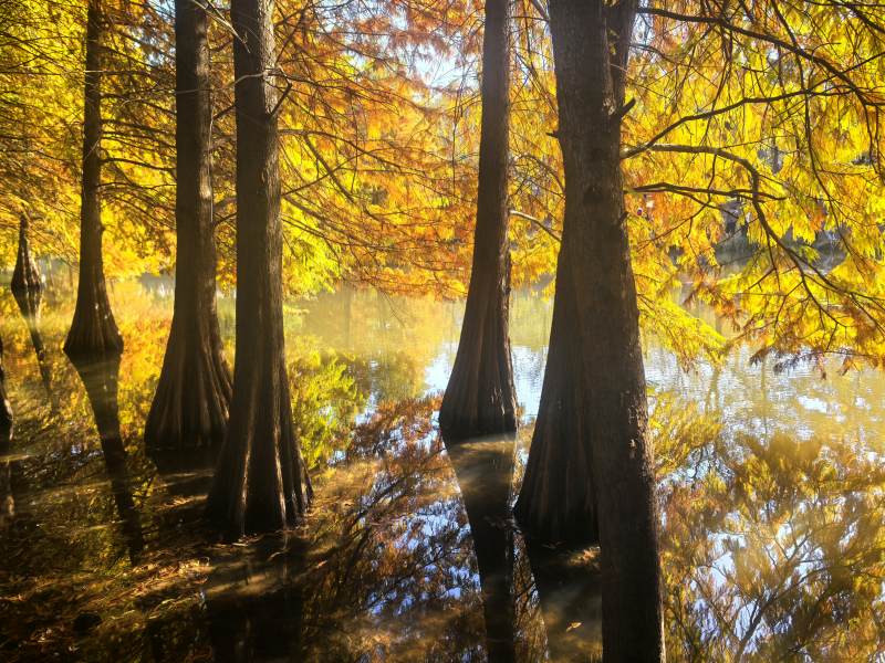 南京燕雀湖 秋水映林影图片