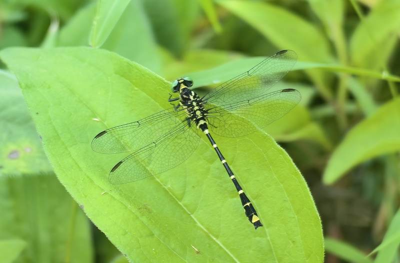 蜻蜓栖叶静谧图片