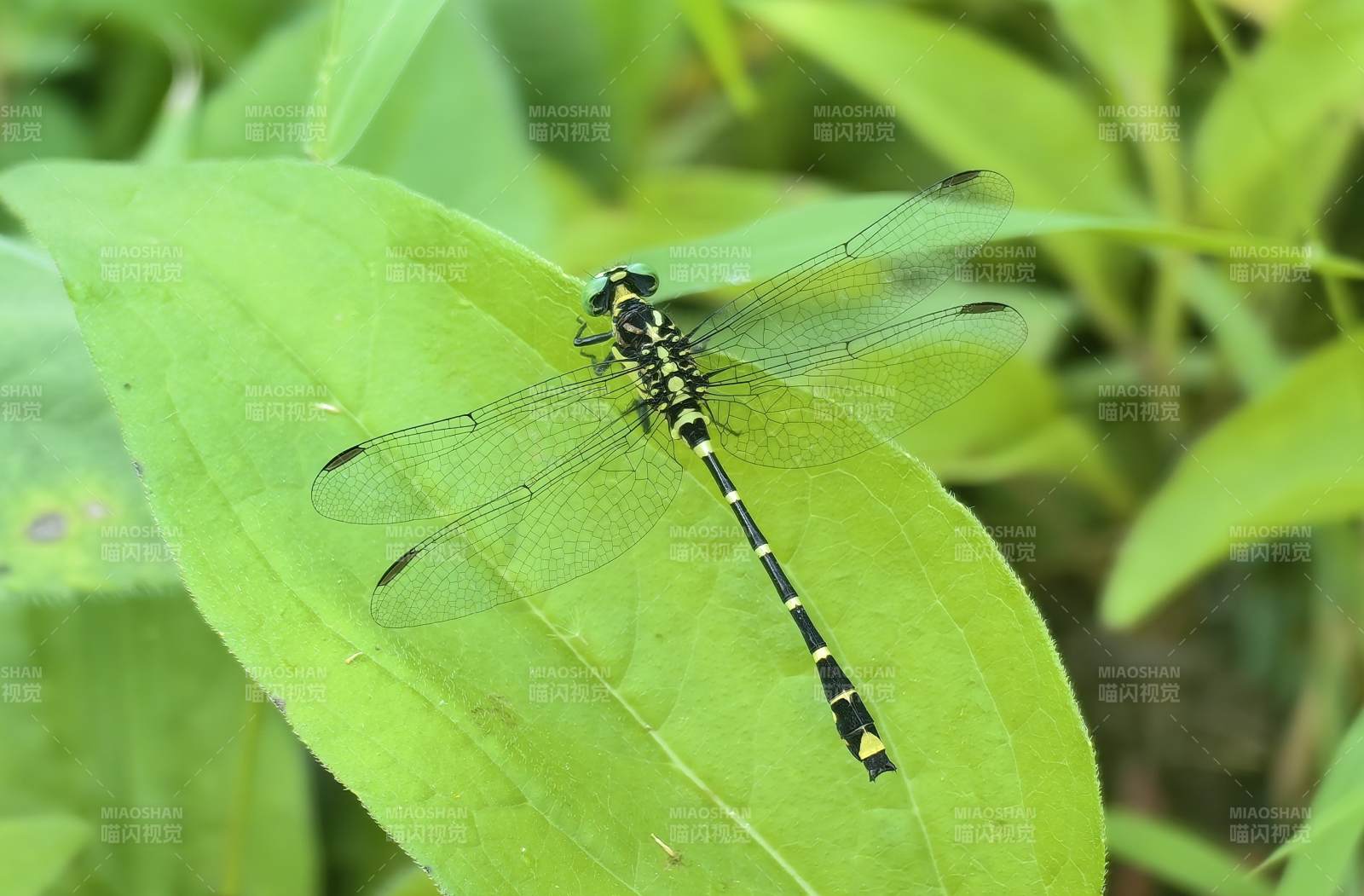 蜻蜓栖叶静谧图片