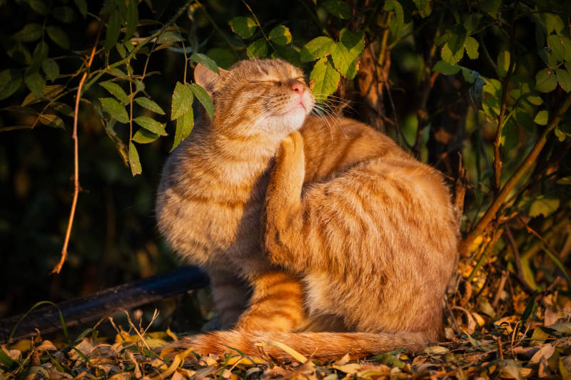 金猫沐浴阳光图片
