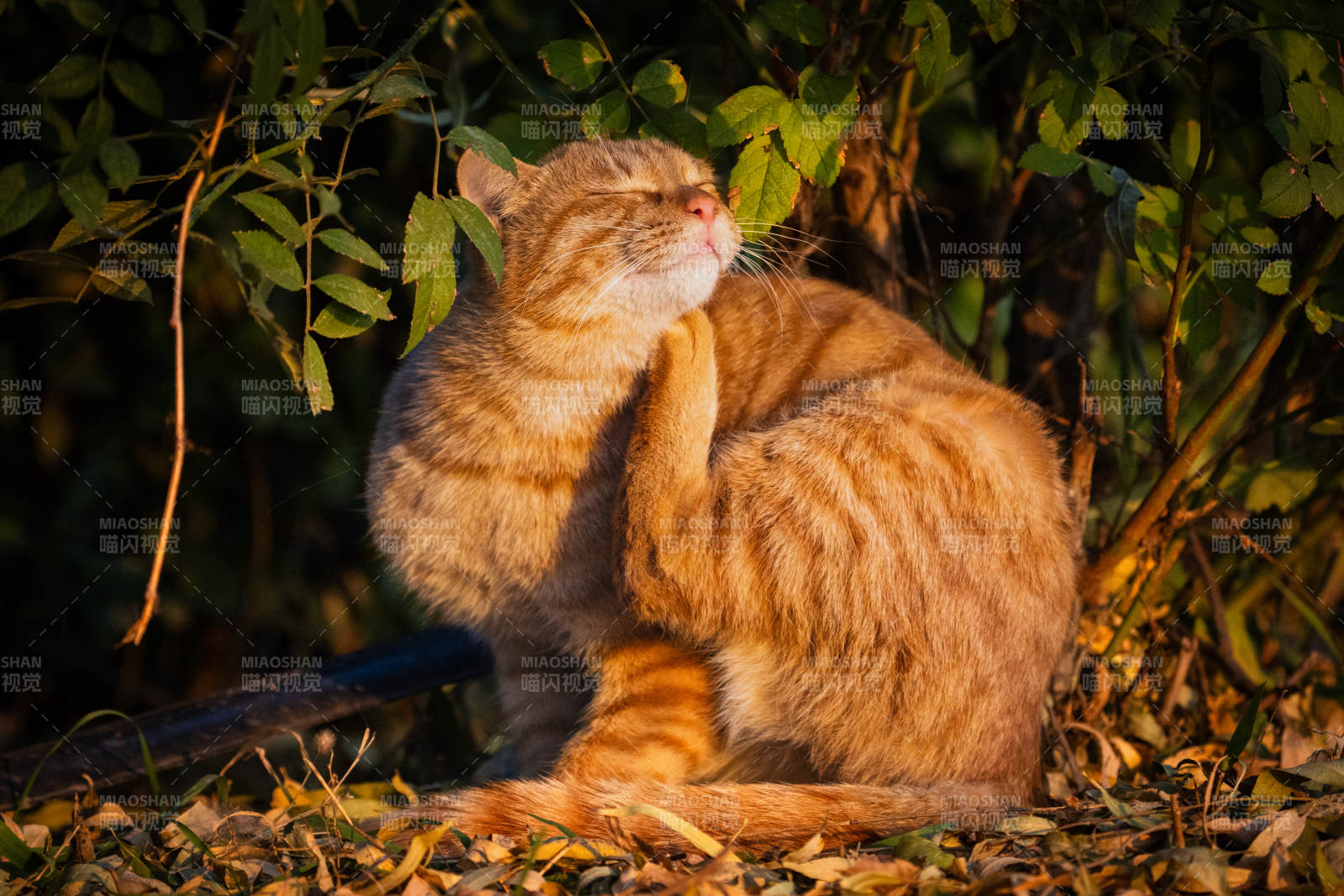 金猫沐浴阳光图片