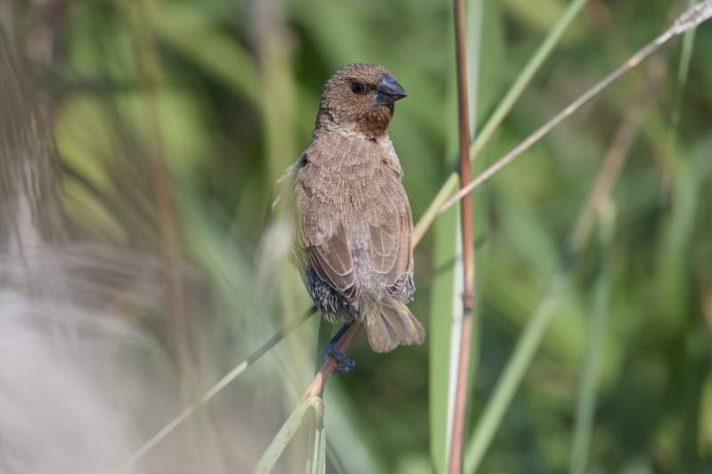 小鸟栖息草丛中图片