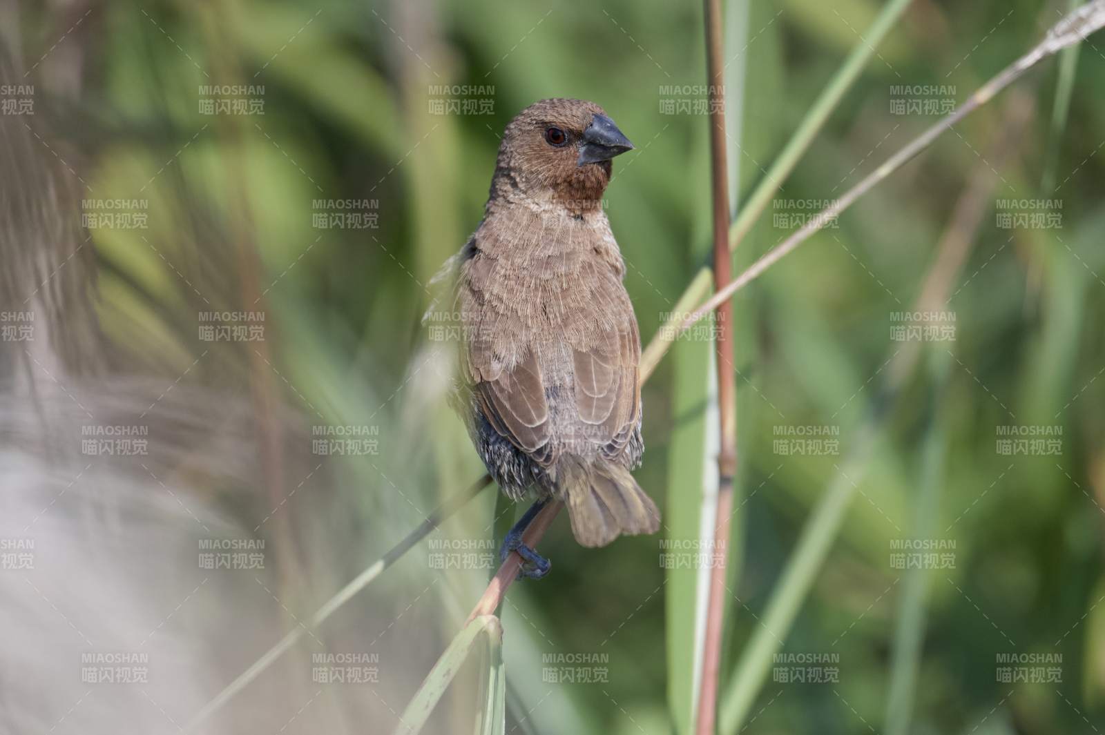 小鸟栖息草丛中图片