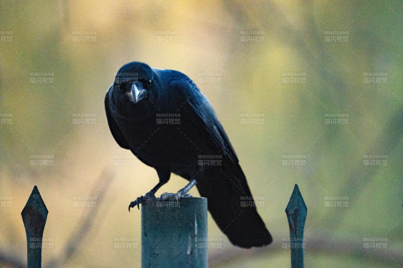 乌鸦栖息铁栏上图片