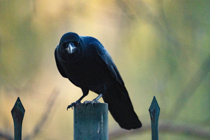 乌鸦栖息铁栏上图片