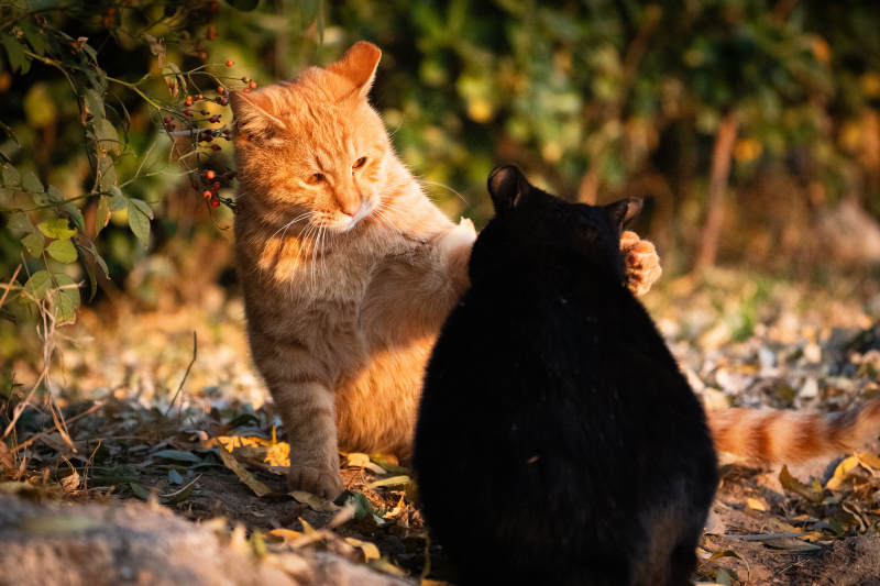 双猫嬉戏秋林间图片