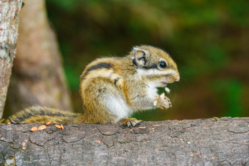 松鼠啃食坚果图片
