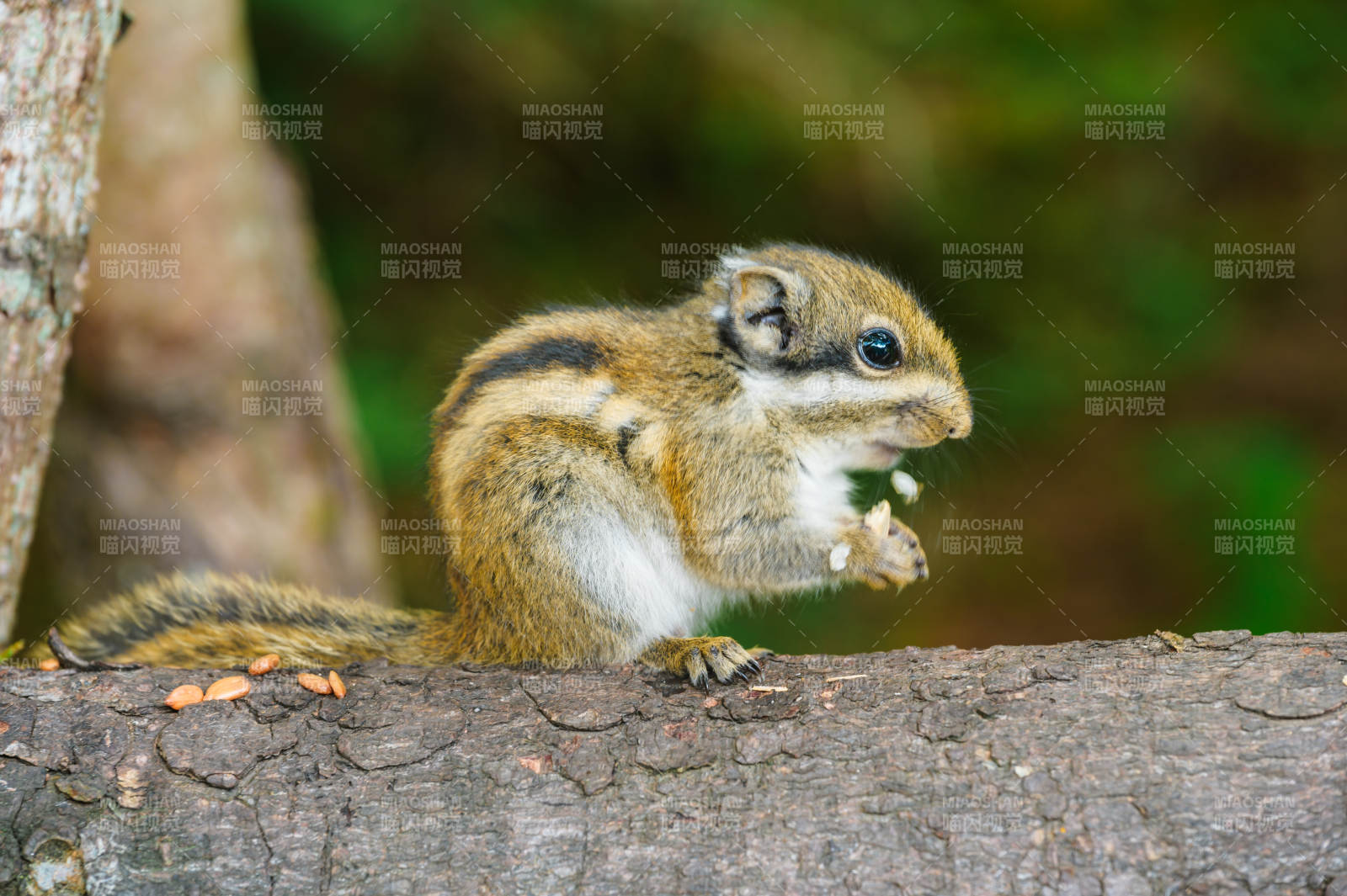 松鼠啃食坚果图片