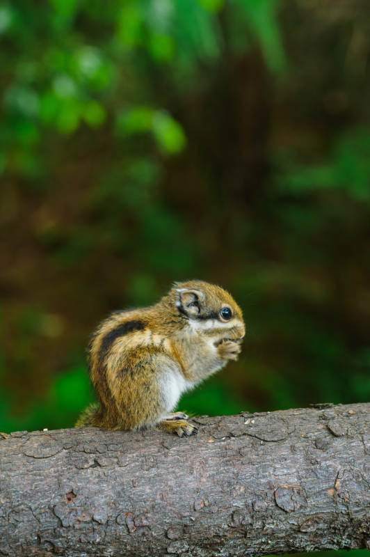 松鼠啃食树干上图片