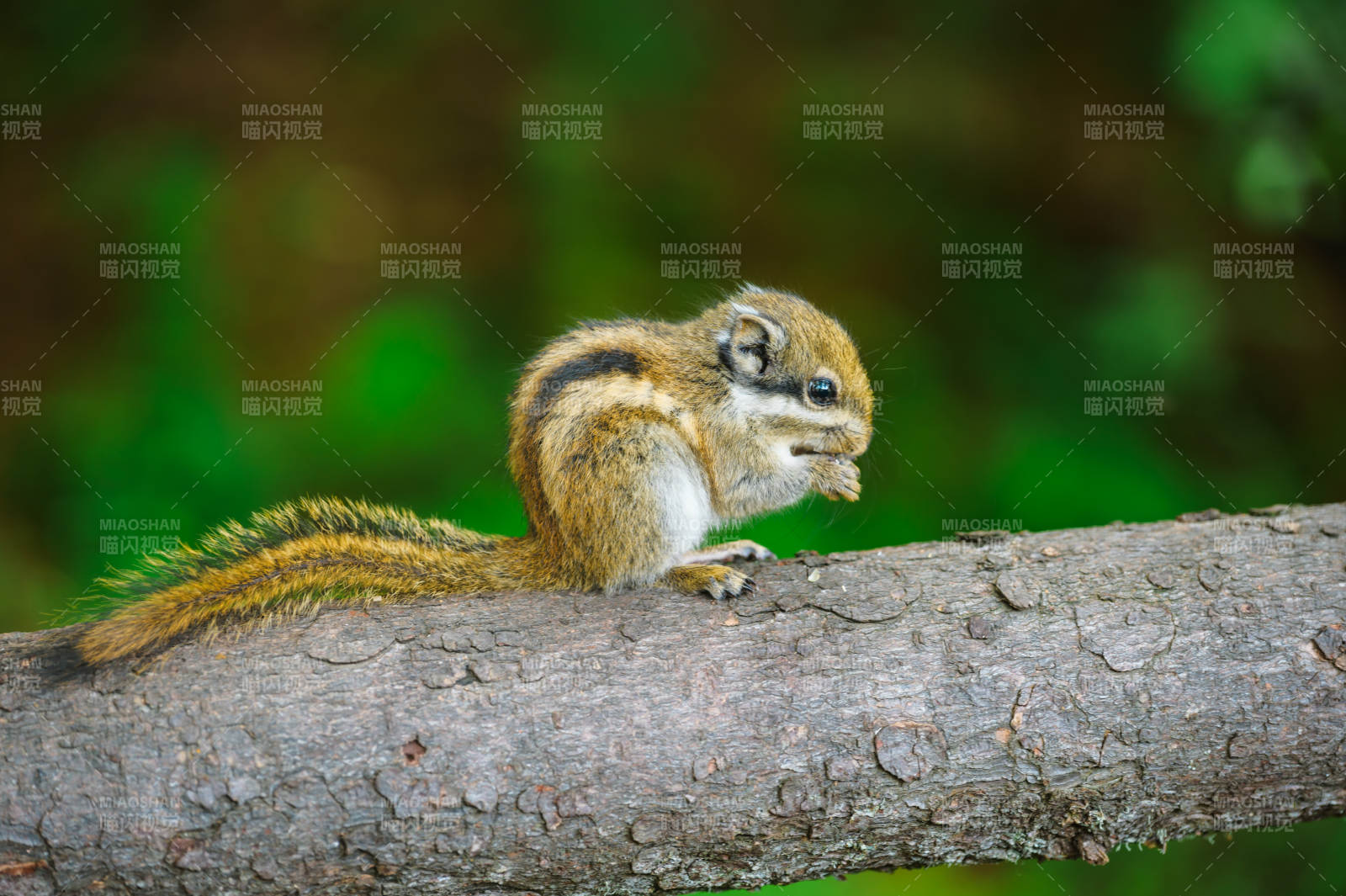 松鼠啃食坚果图片