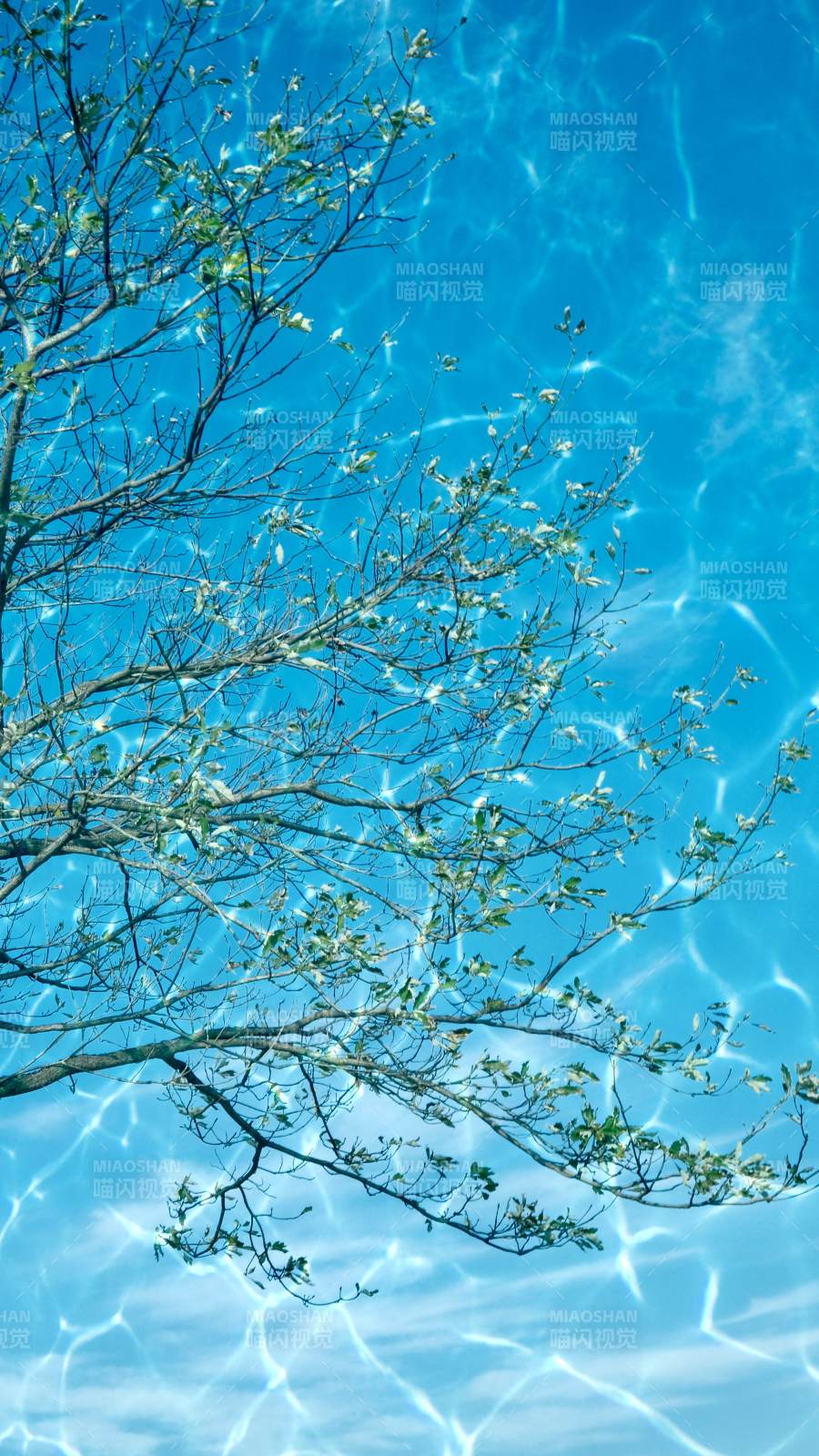 枝影映碧波图片