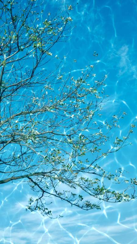 枝影映碧波图片