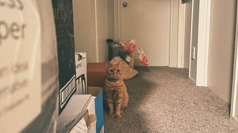 猫咪守候在门口图片