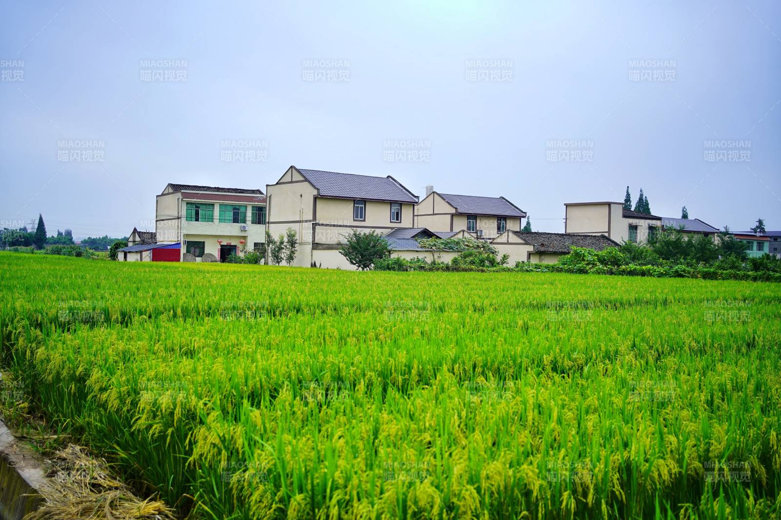 稻田与农舍图片