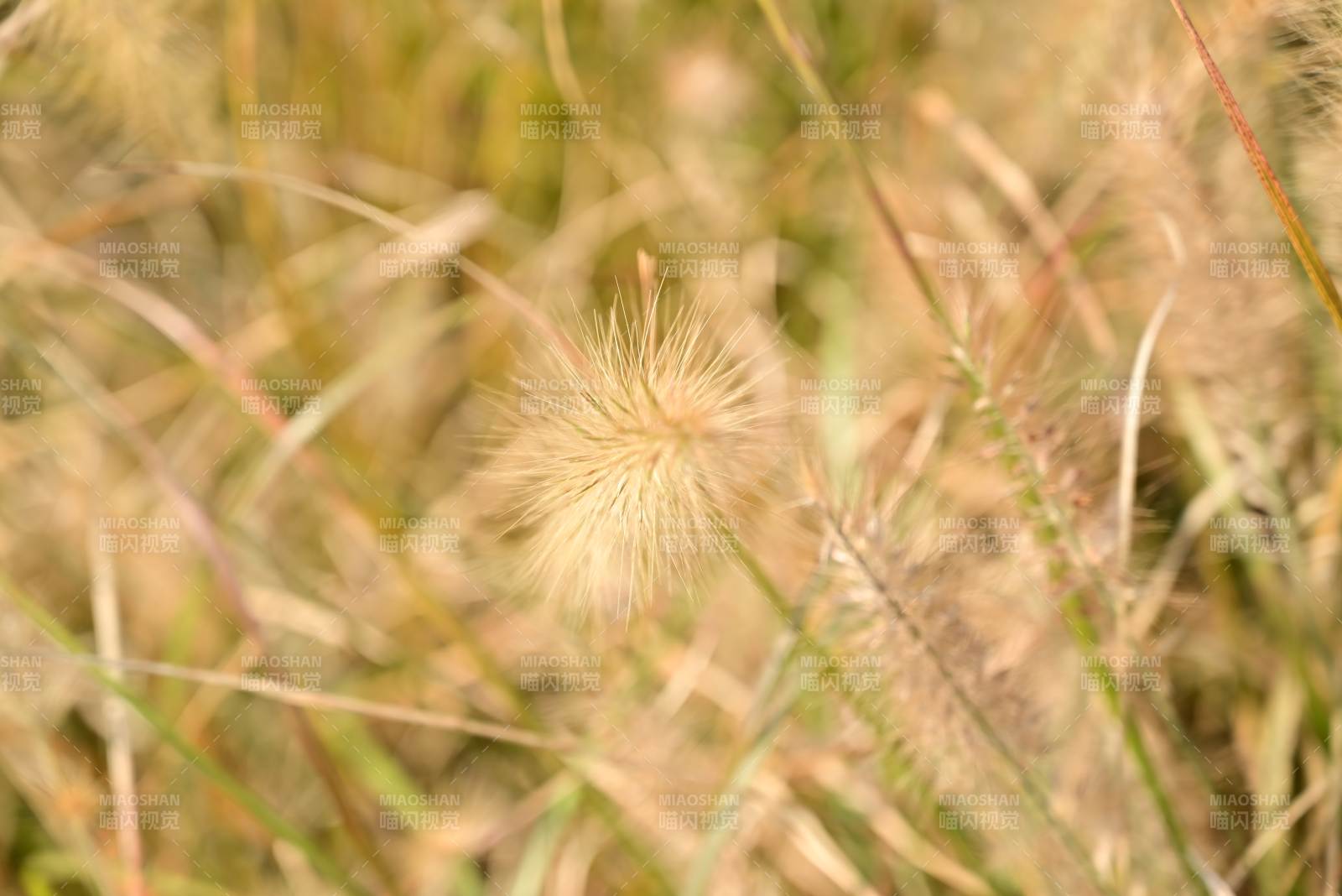 金秋草穗随风舞图片