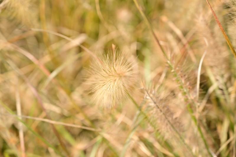 金秋草穗随风舞图片