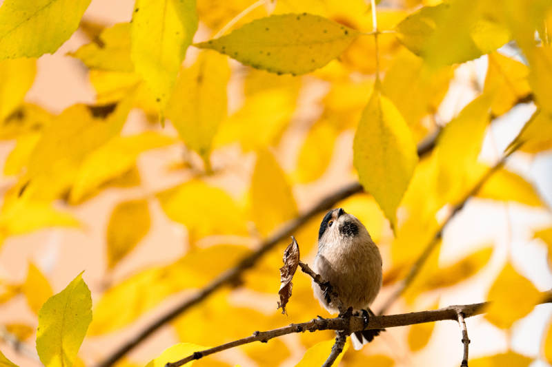 秋叶间的小鸟图片