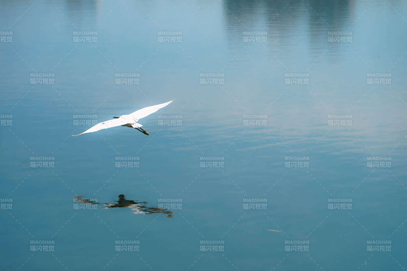 白鸟掠湖影图片