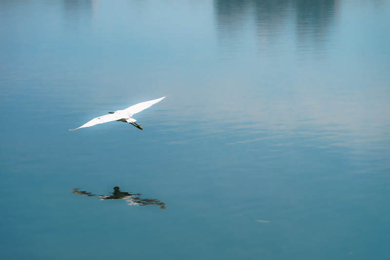 白鸟掠湖影图片