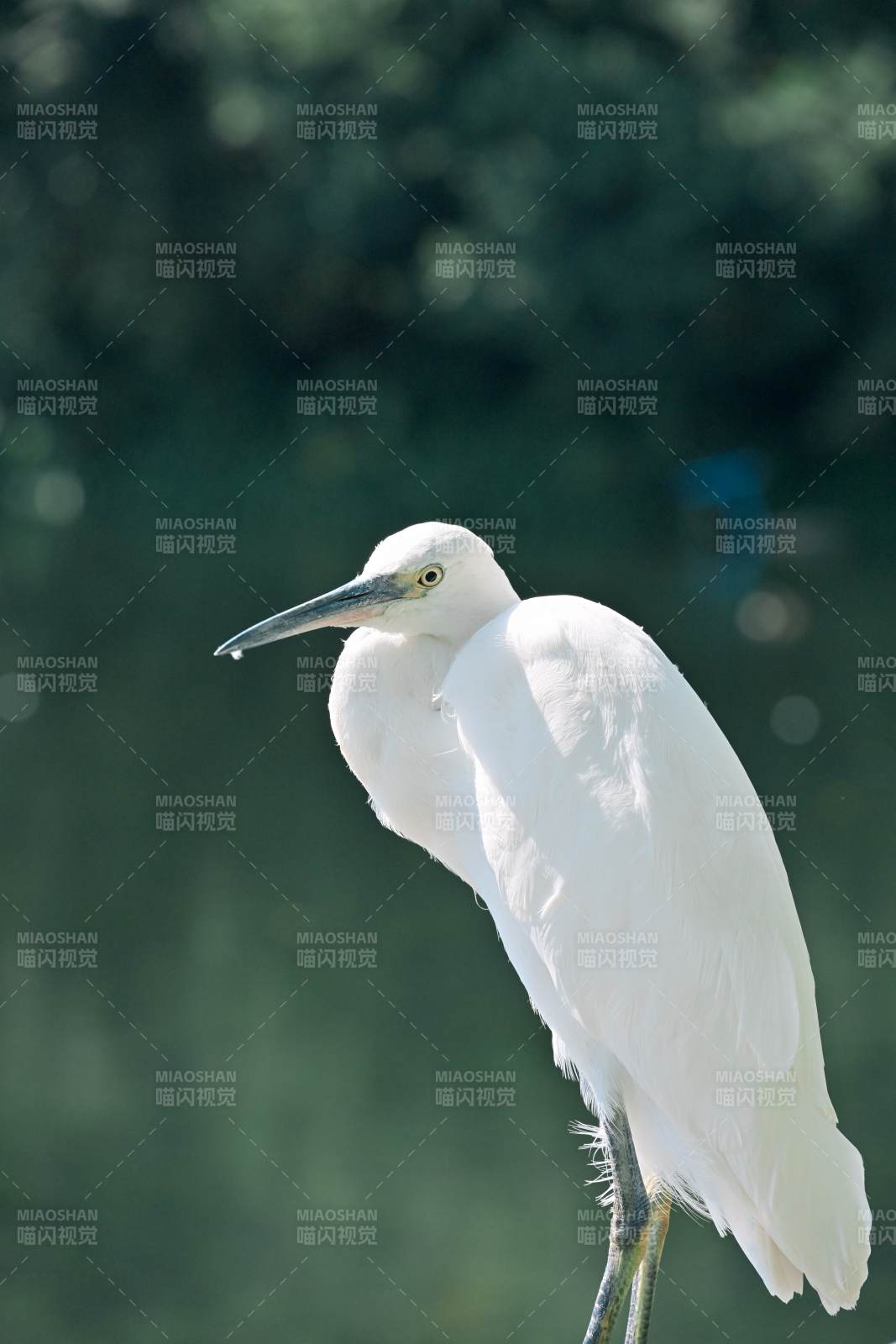 白鹭静立水边图片