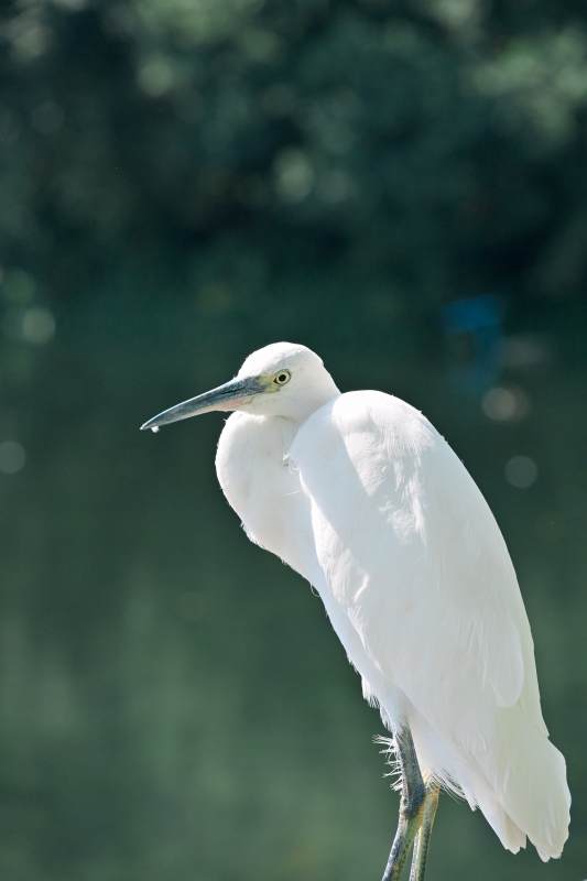 白鹭静立水边图片