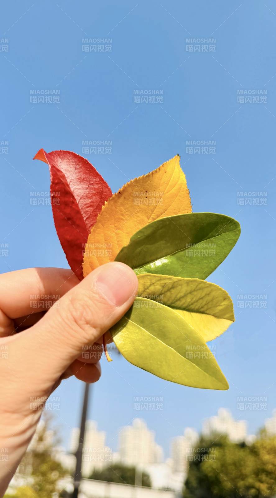 秋叶多彩 手握自然图片