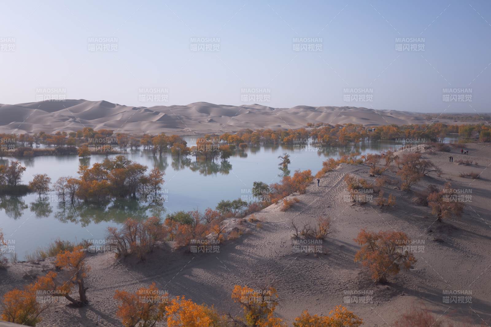胡杨林秋景（新疆塔塔秘境）图片