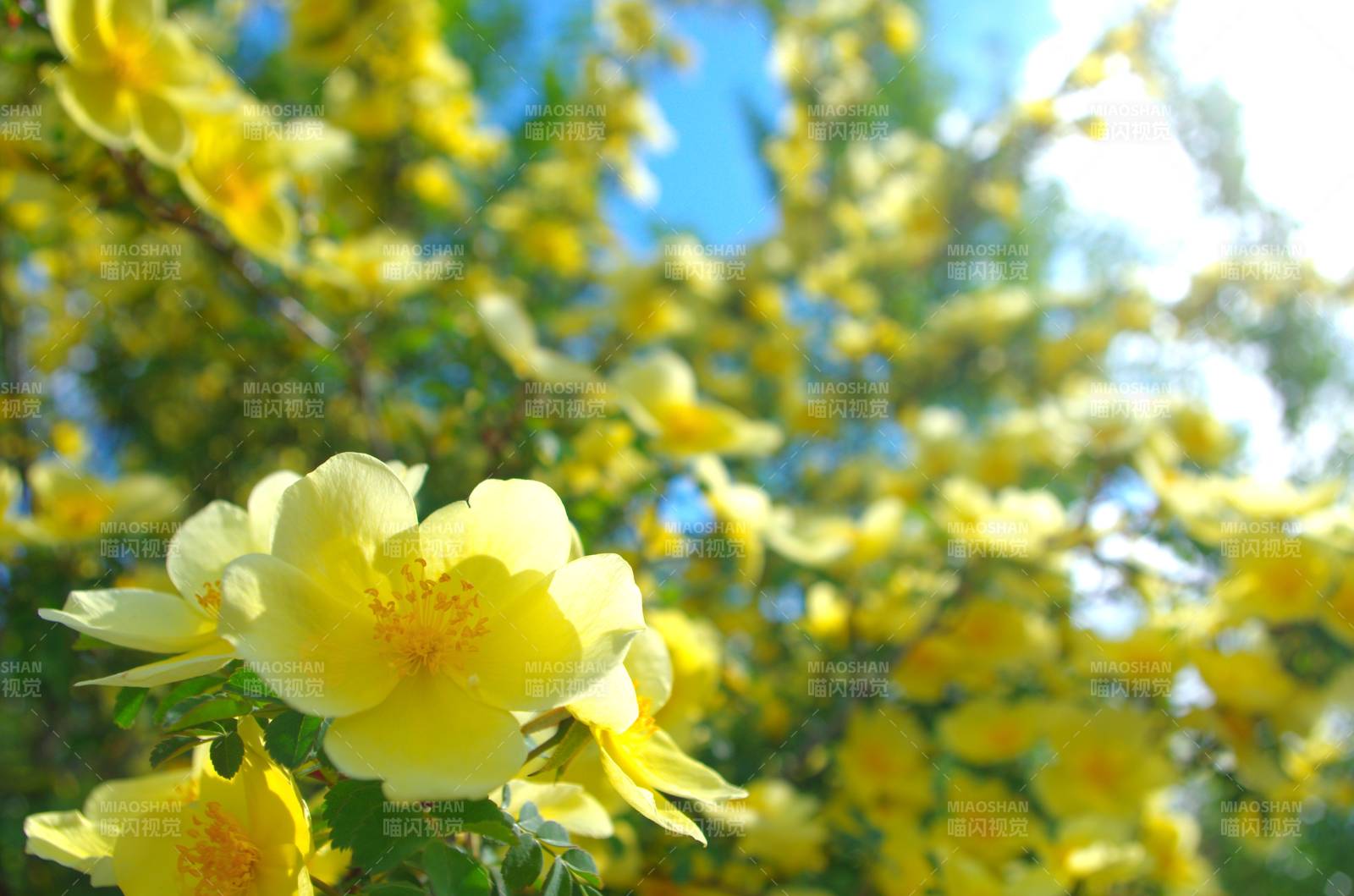 黄花盛开春意浓图片