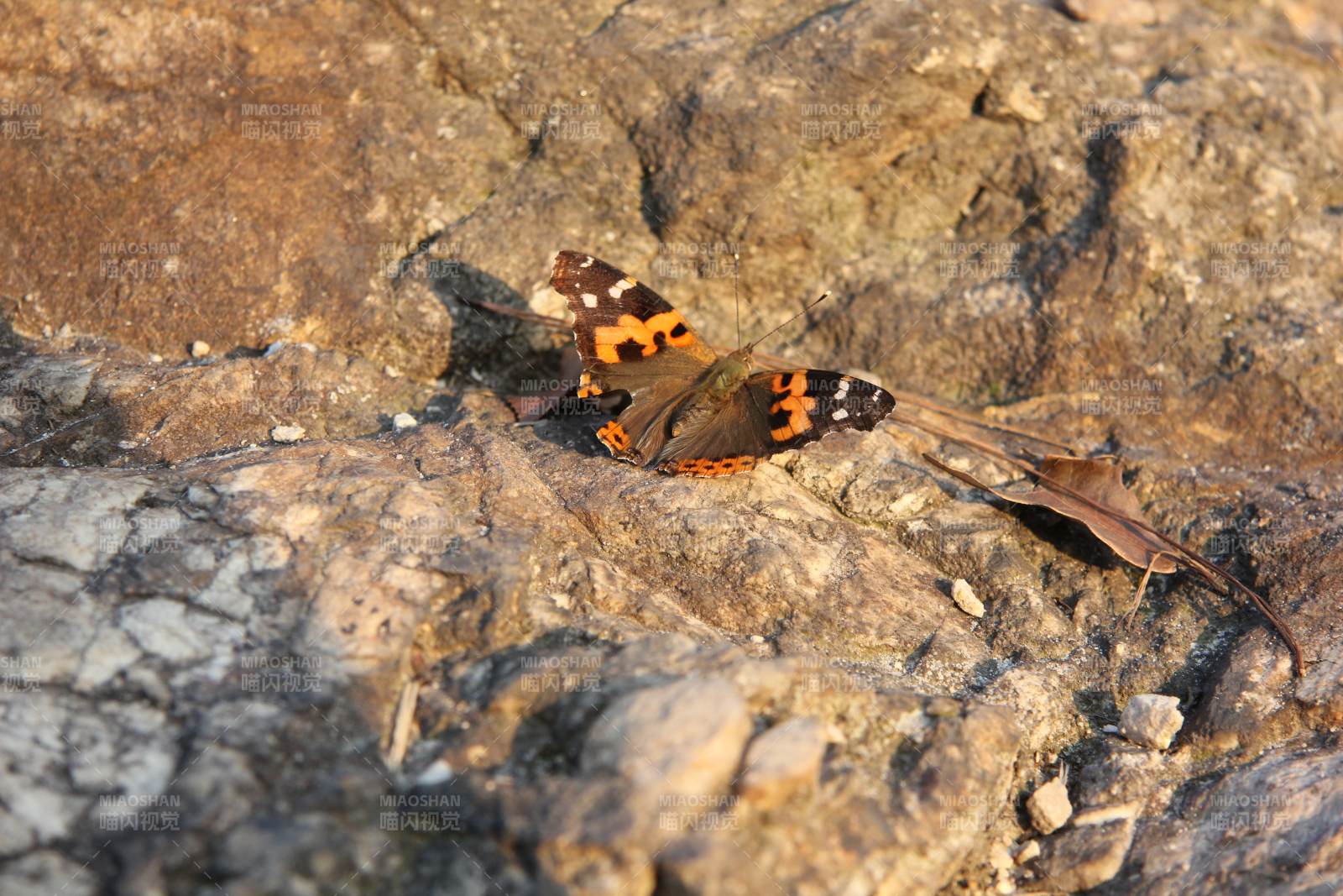 岩上彩蝶静栖息图片