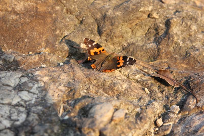 岩上彩蝶静栖息图片