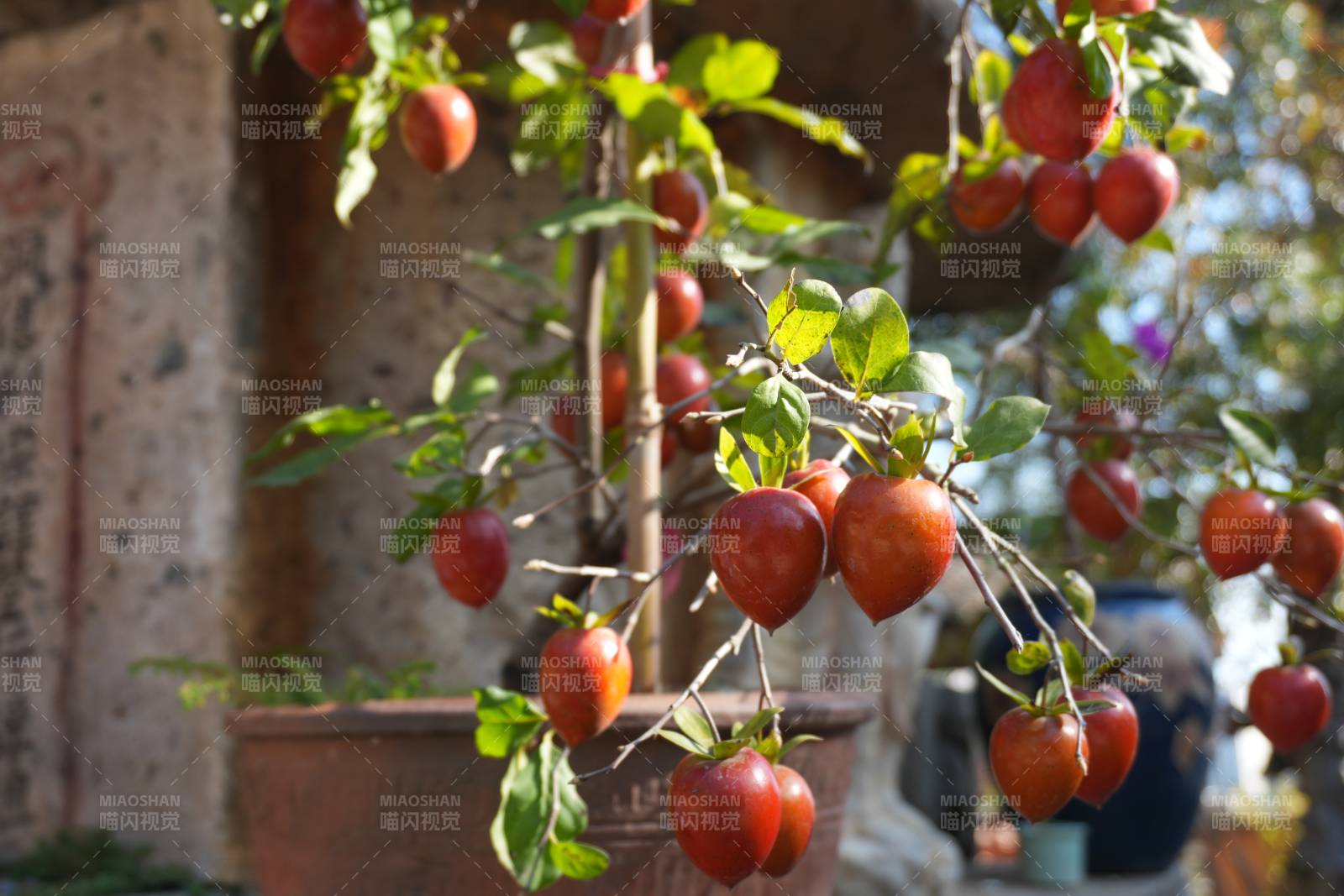 柿子挂枝头图片