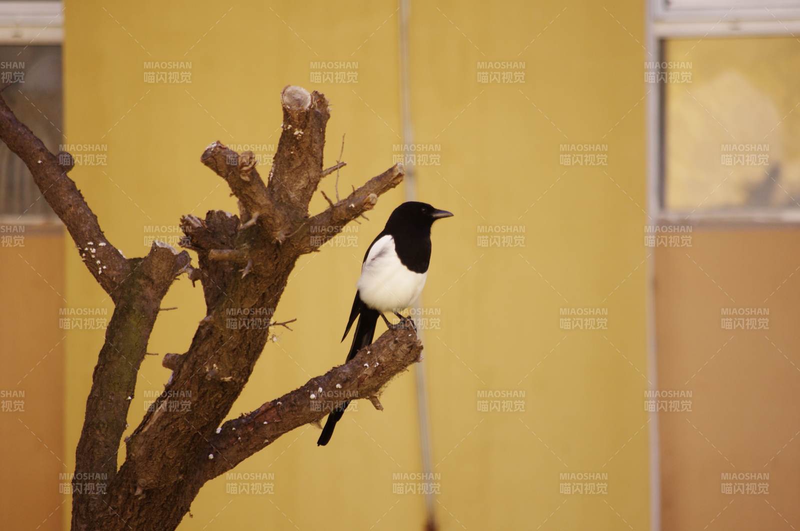喜鹊栖枝头图片